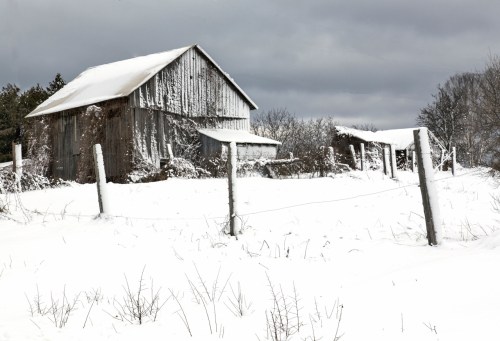 Babs - White Christmas 20121223_0117
