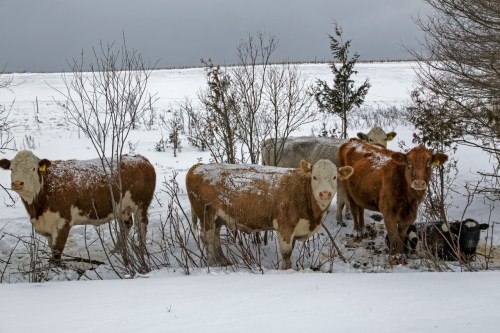 Cattle on Church Road 011913_0476