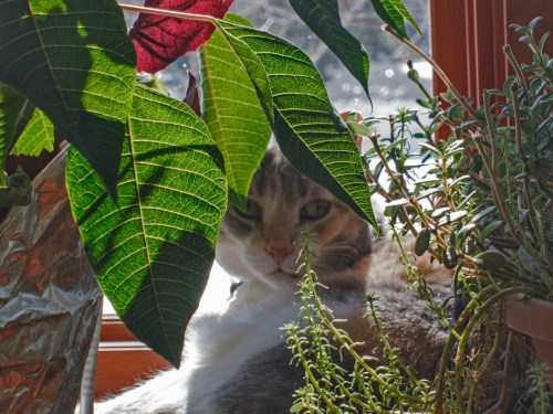 Hecate anticipates the Oscars 022113_1032