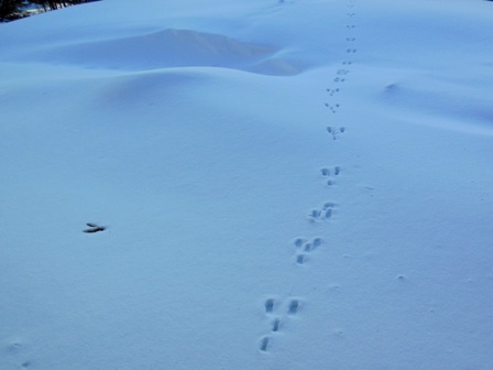 Hippity hop hippity hop