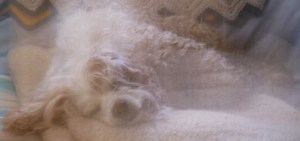 The Cowboy dreams of spring