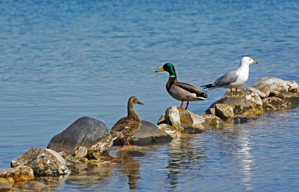 14 - Three Friends 040213_0009