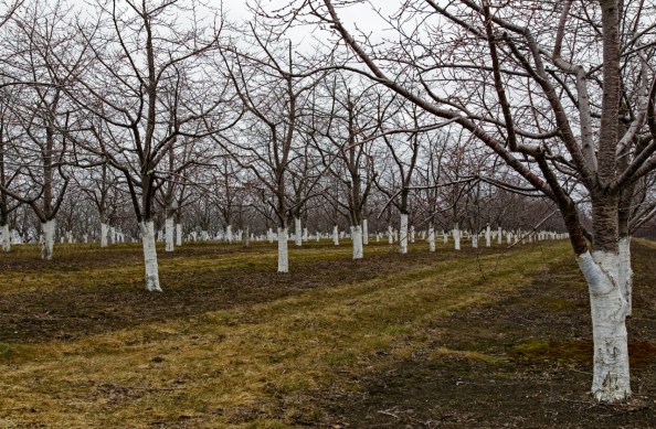 Orchard in Apri - Babs Young