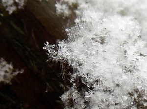 Snowfluff closeup