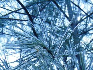 Pine needles in aspic