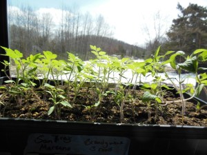 Verdant Ground tomato plants