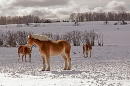 Hud Drenth's Dream Team