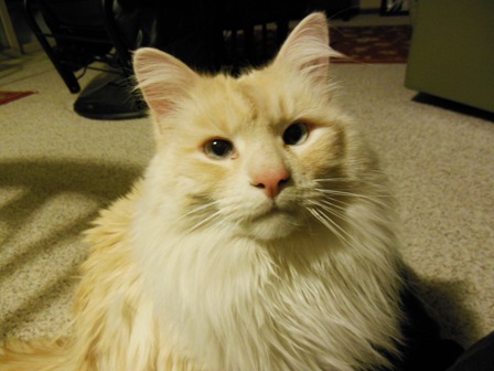 This is Bear, who loves everyone