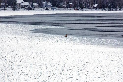 Foxy lady  - Babs Young