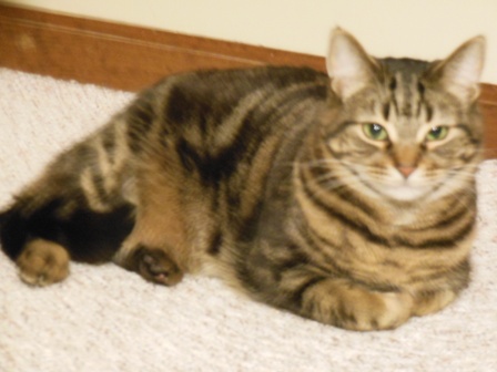 This is McGee, who isn't afraid of anything - unless it's Simon, who also looks like Miss Puss