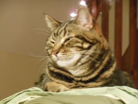 This is Simon, who hides from everyone - although it might be McGee, who is bold