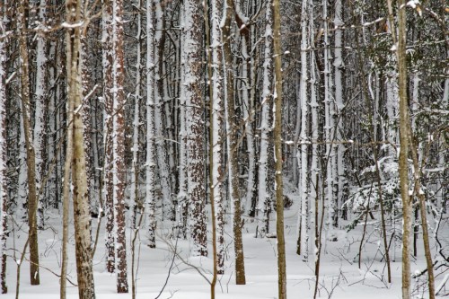 Snowy woods