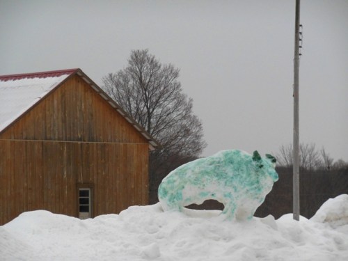 Blue Bison at Providence Farm