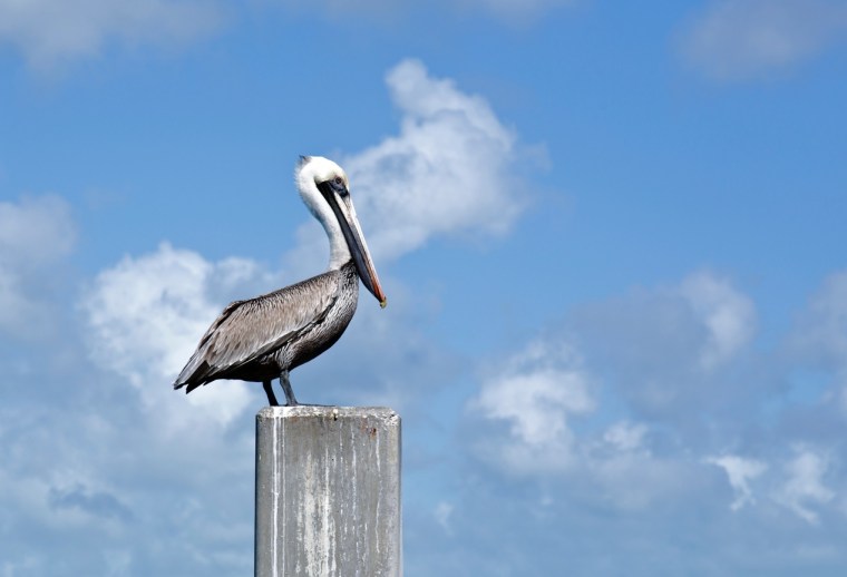 This isn't Antrim County Toto