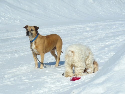 Miss Sadie and the Cowboy at odds