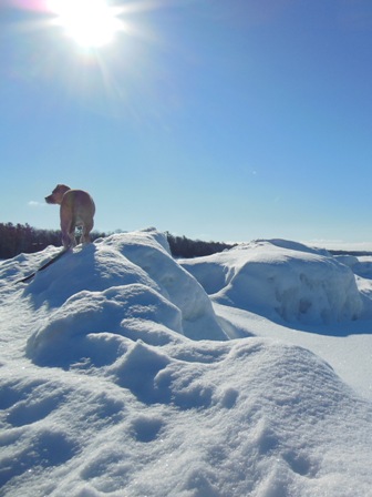 Miss Sadie surveys the frozen landscape