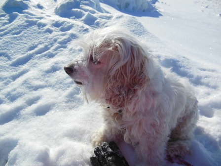 The Cowboy guards my gloves