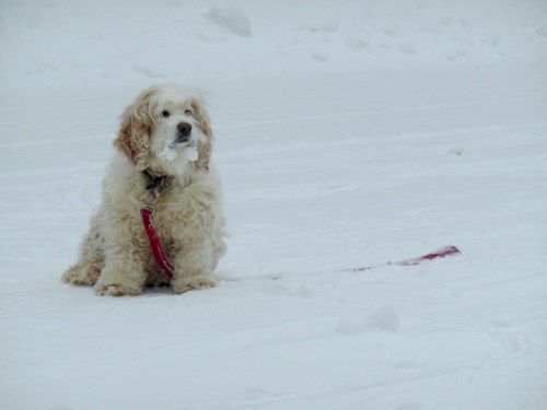 The Cowboy with iceballs in his whiskers