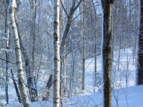 Birches in the fierce cold dawn