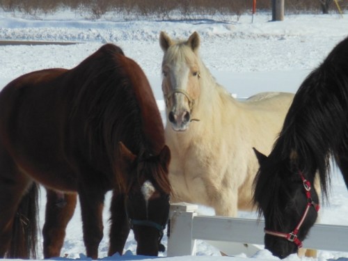 Monty, Joe and Malika