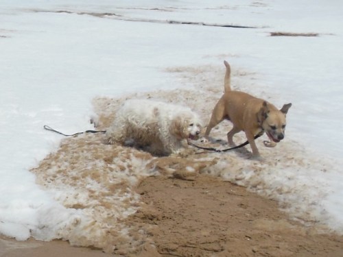 Disreputable Duo finding sand at last