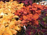 Coleus in rich colors