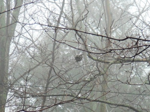 Nest of invisible bird?