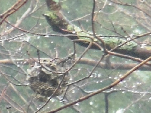Do invisible birds colonize wasp nests?