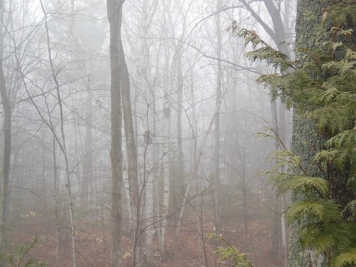 Invisible woodpecker