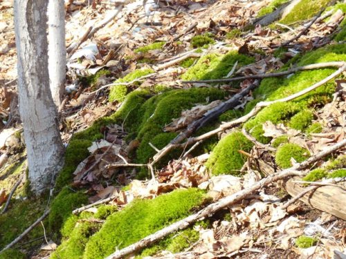 Mossy patch