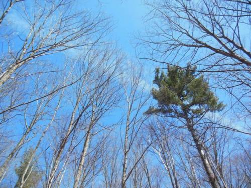 No invisible birds today