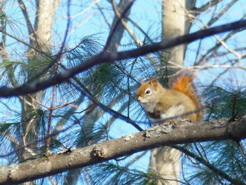 Red squirrel