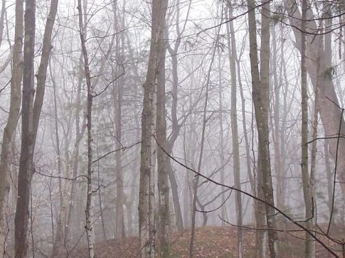 Invisible birds beyond the next ridge