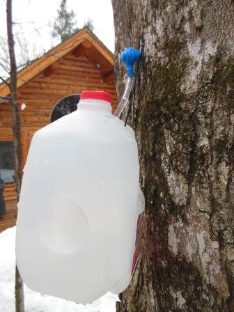 Milk jug and spile