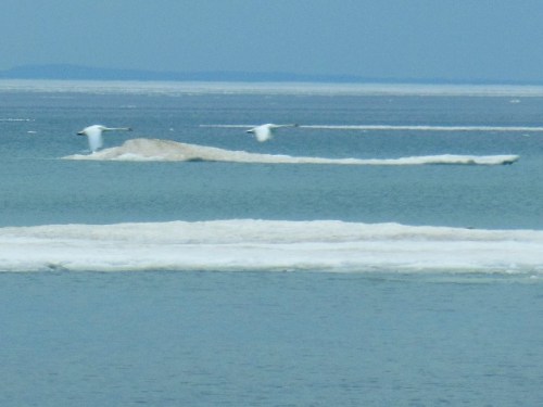Tundra swans migrating north over Grand Traverse Bay