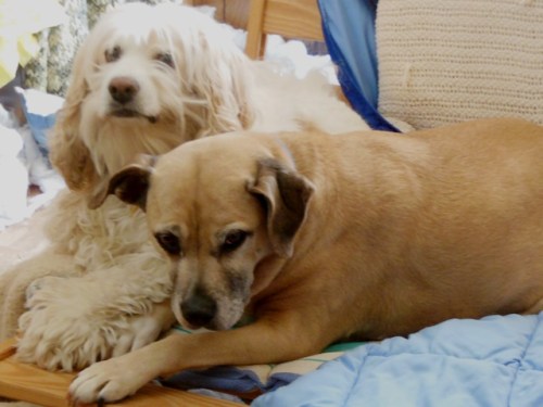 Hunkered down in the dog room