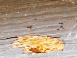 Visible woodpecker damage