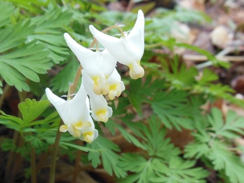 Dutchman's Breeches - Eden Shores