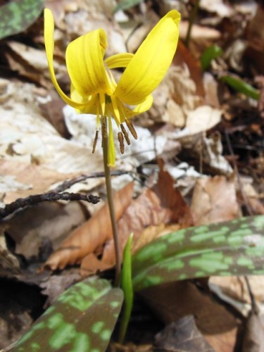 Trout Lily - Erythronium americanum