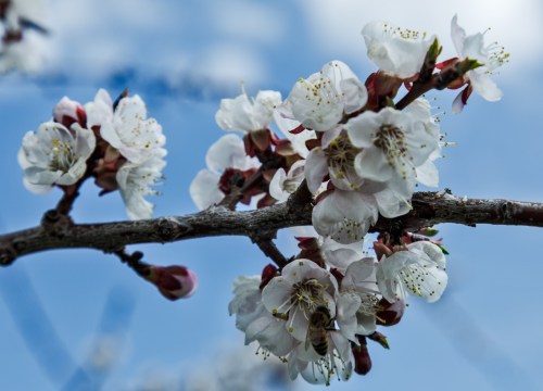 Apricot blossoms