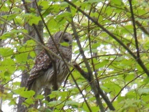 Barred Owl closeup - Neoma Trail