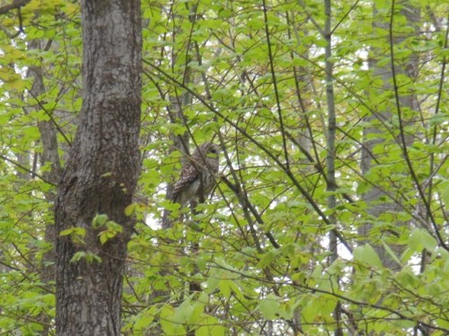 Barred Owl at dawn - Neoma Trail