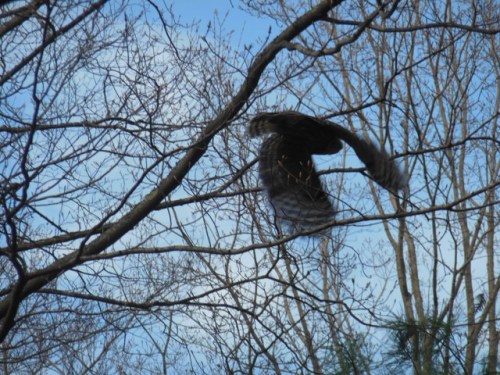 Barred Owl in flight at dusk