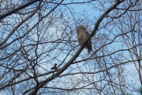 Barred Owl gets a talking-to from a robin