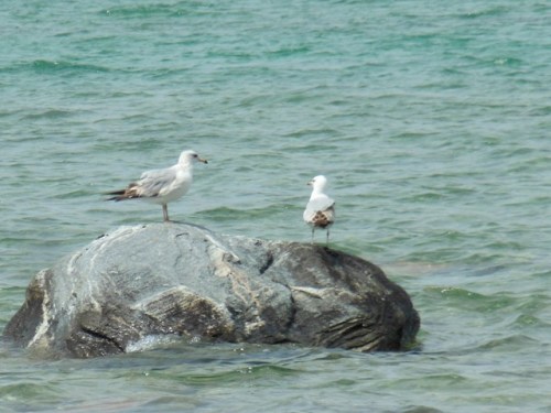 Gulls on a Rock - Grand Traverse Bay - Mid-May