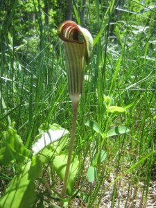 Jack in the pulpit - Bayview