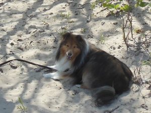 Katie on the beach - Veterans Memorial Park