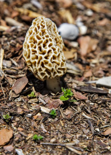 Morel 20140523-_MGL7037-Edit