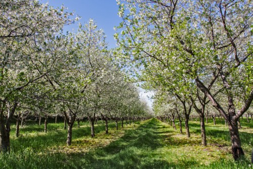 Orchard in bloom 20140529-_MGL7117-Edit