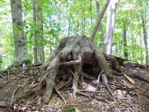 Stump creature